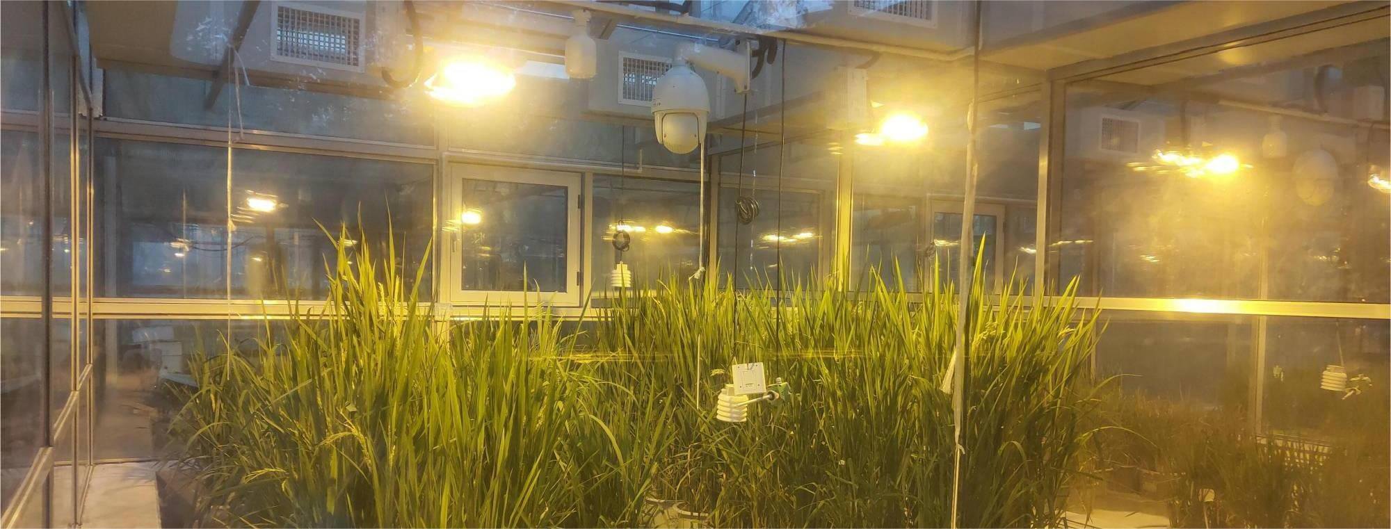温室建设，大棚建设。抗逆实验室建设，表型平台建设，温室工程